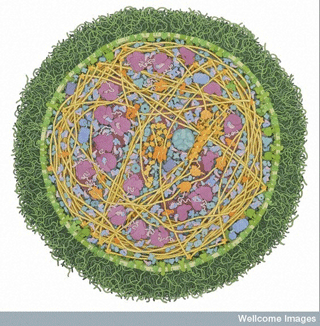   -CC BY 2.0, David S. Goodsell, RCSB Protein Data Bank.